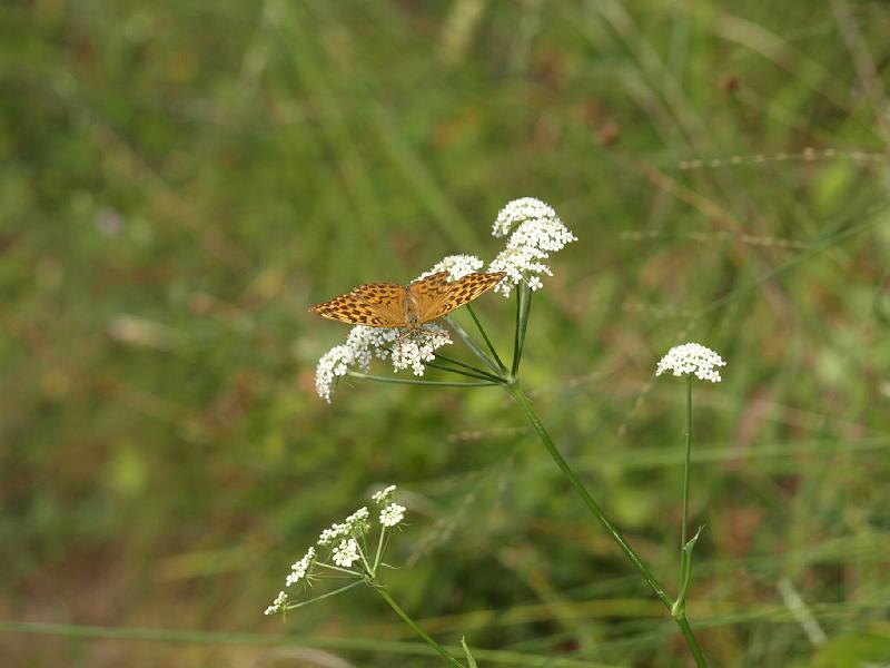 Copy of P9114370.JPG